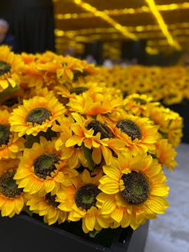 ゴッホ・アライブに投稿された画像（2024/1/21）