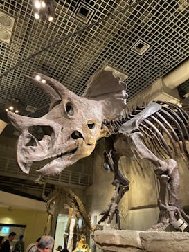 国立科学博物館に投稿された画像（2024/1/21）