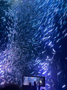名古屋港水族館に投稿された画像（2024/1/21）