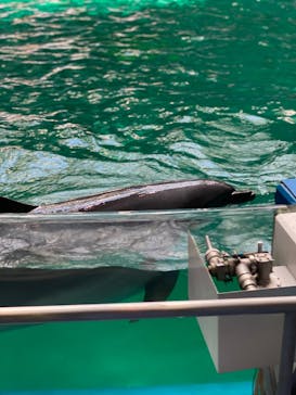 マクセル アクアパーク品川に投稿された画像（2024/1/21）