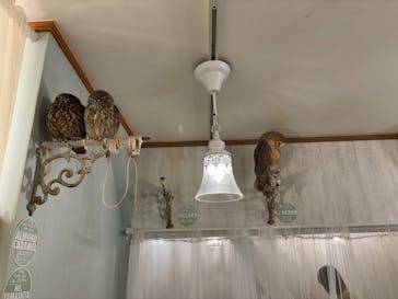 アキバフクロウ フクロウカフェ 東京 Owl Cafe Akiba Fukurou（アウルカフェ アキバフクロウ）に投稿された画像（2024/1/21）