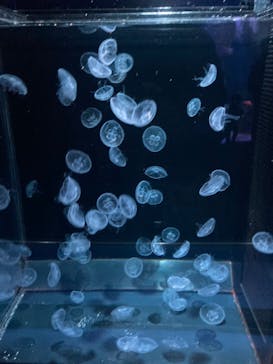 京都水族館×ニデック京都タワーに投稿された画像（2024/1/21）