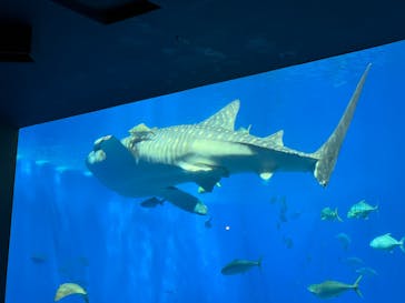 沖縄美ら海水族館に投稿された画像（2024/1/21）