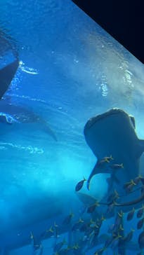 沖縄美ら海水族館に投稿された画像（2024/1/21）