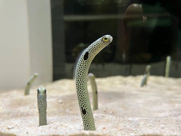 名古屋港水族館に投稿された画像（2024/1/21）