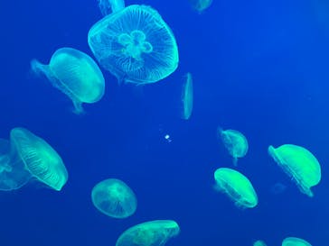 大分マリーンパレス水族館 「うみたまご」に投稿された画像（2024/1/21）