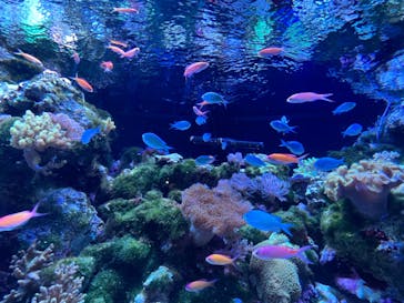 マクセル アクアパーク品川に投稿された画像（2024/1/21）