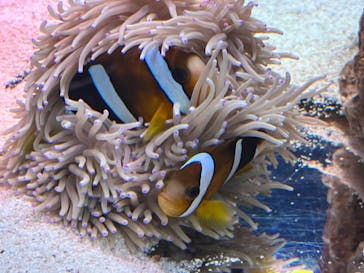 マクセル アクアパーク品川に投稿された画像（2024/1/21）