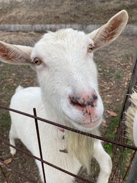 井上苺園に投稿された画像（2024/1/21）