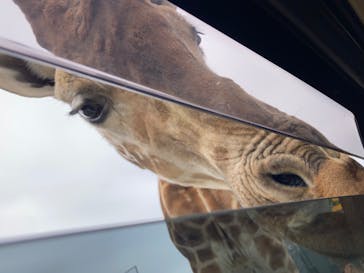 那須サファリパークに投稿された画像（2024/1/21）