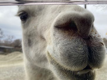 那須サファリパークに投稿された画像（2024/1/21）