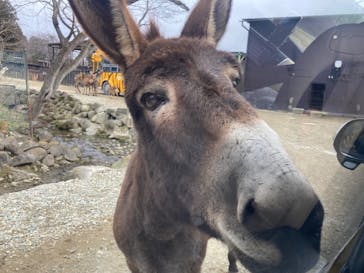 那須サファリパークに投稿された画像（2024/1/21）