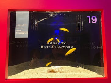 横浜開運水族館 フォーチュンアクアリウムに投稿された画像（2024/1/21）