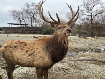 那須サファリパークに投稿された画像（2024/1/21）
