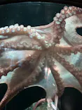 サンシャイン水族館に投稿された画像（2024/1/21）