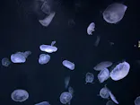 サンシャイン水族館に投稿された画像（2024/1/21）