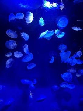 サンシャイン水族館に投稿された画像（2024/1/21）