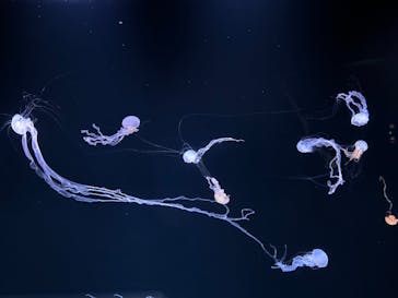 サンシャイン水族館に投稿された画像（2024/1/21）