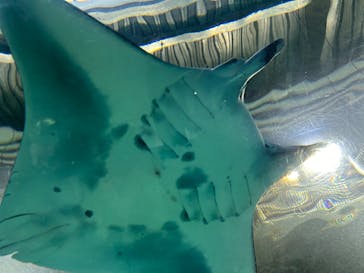 マクセル アクアパーク品川に投稿された画像（2024/1/21）