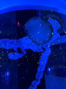 マクセル アクアパーク品川に投稿された画像（2024/1/21）