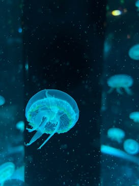 マクセル アクアパーク品川に投稿された画像（2024/1/21）