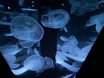 マクセル アクアパーク品川に投稿された画像（2024/1/21）