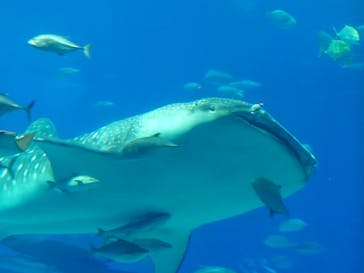 沖縄美ら海水族館に投稿された画像（2024/1/21）