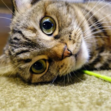 猫カフェモカ　新宿店に投稿された画像（2024/1/21）