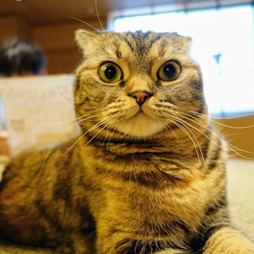 猫カフェモカ　新宿店に投稿された画像（2024/1/21）