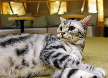 猫カフェモカ　新宿店に投稿された画像（2024/1/21）