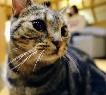 猫カフェモカ　新宿店に投稿された画像（2024/1/21）