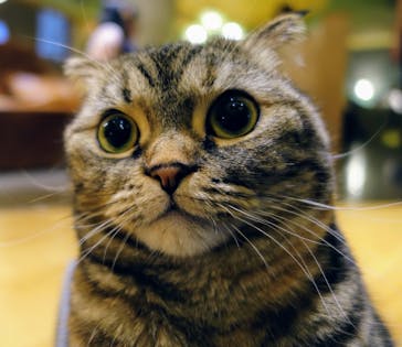 猫カフェモカ　新宿店に投稿された画像（2024/1/21）