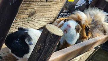 美らヤシパークオキナワ・東南植物楽園に投稿された画像（2024/1/22）