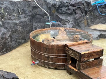 伊豆シャボテン動物公園に投稿された画像（2024/1/22）