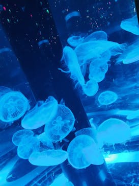 マクセル アクアパーク品川に投稿された画像（2024/1/22）