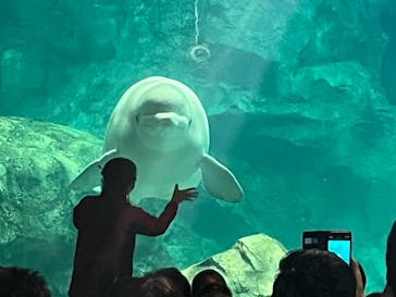 名古屋港水族館に投稿された画像（2024/1/22）