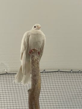 Moff アニマル カフェ イーアス 高尾店に投稿された画像（2024/1/22）