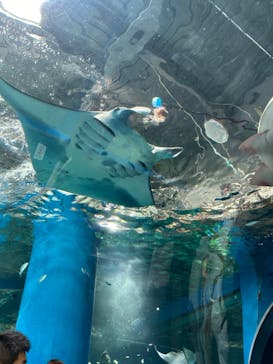 マクセル アクアパーク品川に投稿された画像（2024/1/22）