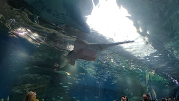 マクセル アクアパーク品川に投稿された画像（2024/1/22）