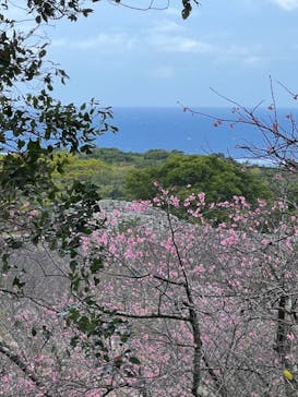 今帰仁城跡に投稿された画像（2024/1/22）