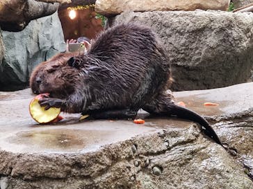 神戸どうぶつ王国に投稿された画像（2024/1/22）