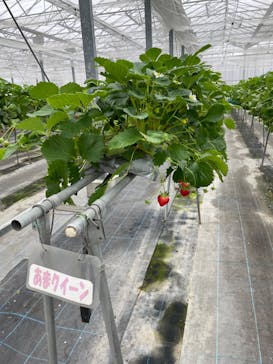 淡路ファームパーク イングランドの丘に投稿された画像（2024/1/22）