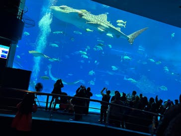 沖縄美ら海水族館に投稿された画像（2024/1/23）
