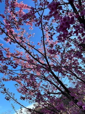 土肥金山に投稿された画像（2024/1/23）