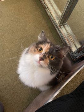 猫カフェモカ　池袋東口店に投稿された画像（2024/1/23）