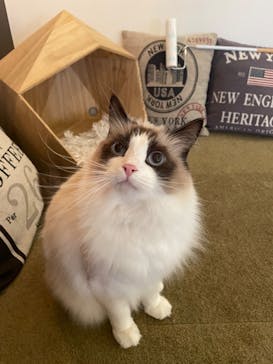 猫カフェモカ　池袋東口店に投稿された画像（2024/1/23）