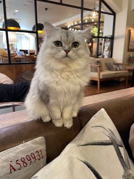 猫カフェモカ　池袋東口店に投稿された画像（2024/1/23）