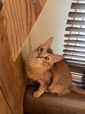 猫カフェモカ　池袋東口店に投稿された画像（2024/1/23）