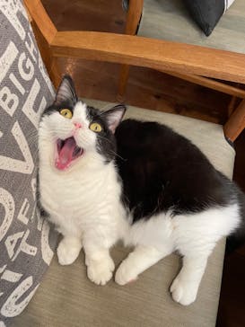 猫カフェモカ　池袋東口店に投稿された画像（2024/1/23）