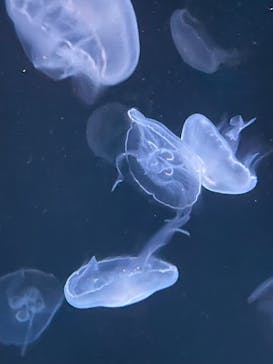 サンシャイン水族館に投稿された画像（2024/1/23）
